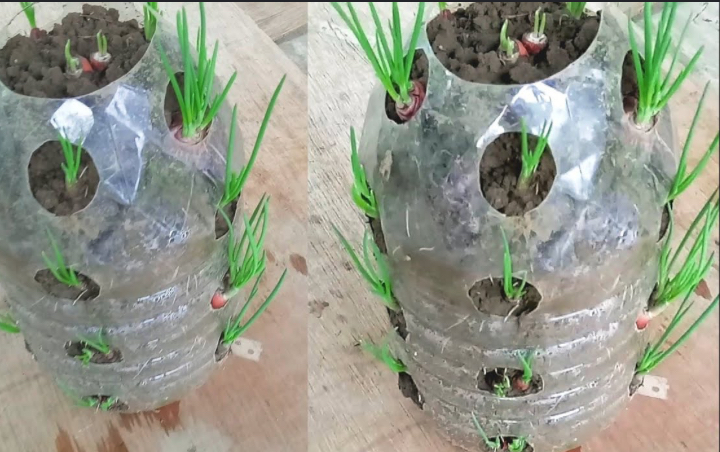 Cara Menanam Bawang Merah dalam Botol Plastik Bekas