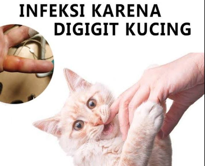 Gigitan Kucing Tidak Hanya Nyeri Tapi Juga Mengancam Risiko Kesehatan