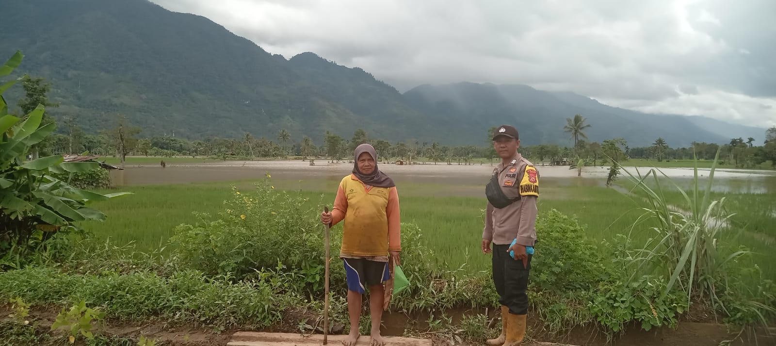 Darurat! Sungai Ketahun Meluap, 20 Hektar Sawah Diambang Gagal Panen