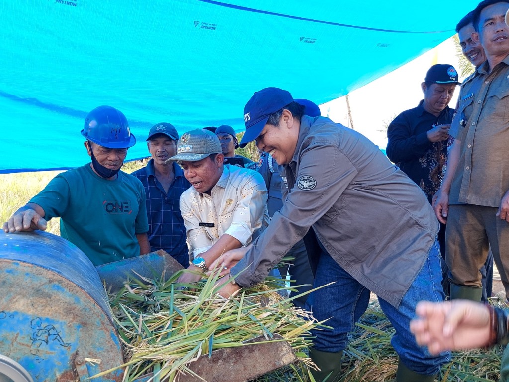 Panen Raya MT-2 di Talang Liak II, Bupati Sumringah Patahkan Mitos Raja Tikus