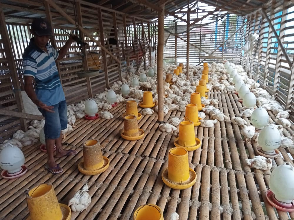 Serba Mahal Tapi Ayam Potong Laris Manis