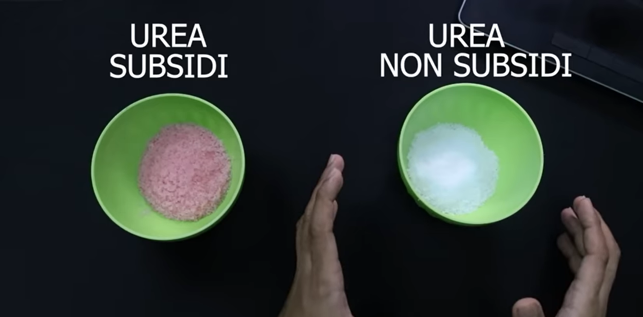 Menguji Pupuk Subsidi VS Pupuk Non Subsidi, Apakah Hasilnya Sama?