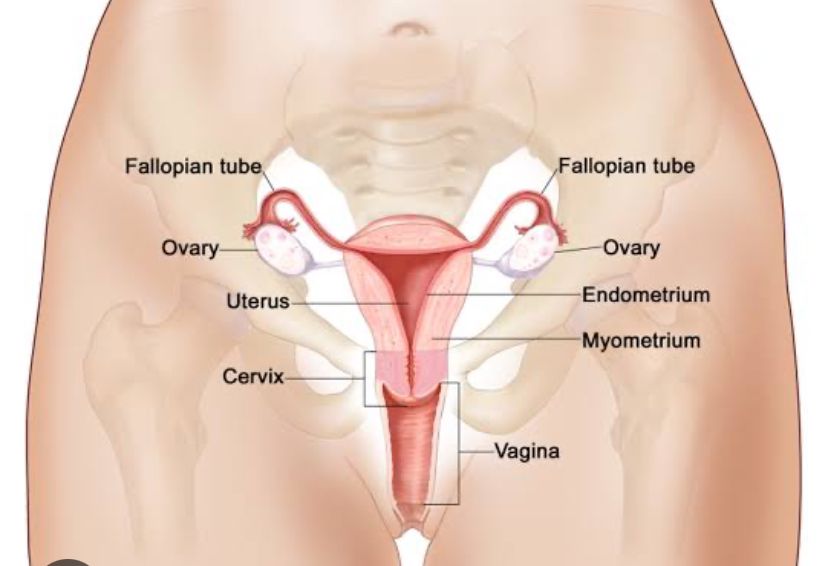 Tips Menjaga Kesehatan Reproduksi Wanita Secara Alami