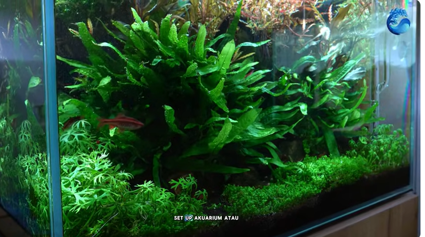 5 Rekomendasi Bakteri Starter Murah Terbaik untuk Akuarium dan Kolam Ikan