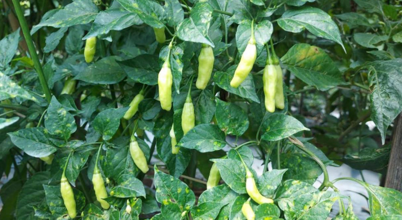 Cara Menanam Cabai Rawit Hijau di Polybag Anti Gagal