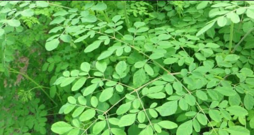 Jenis Tanaman Herbal Berguna Untuk Kecerdasan Otak dan Daya Ingat Tajam