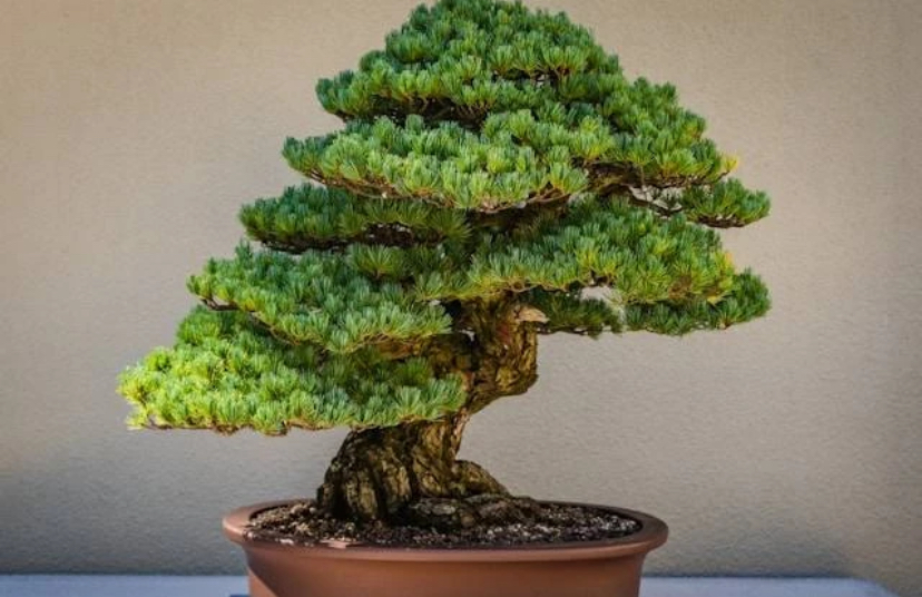 3 Tanaman Penghambat Rezeki di Rumah Menurut Fengsui