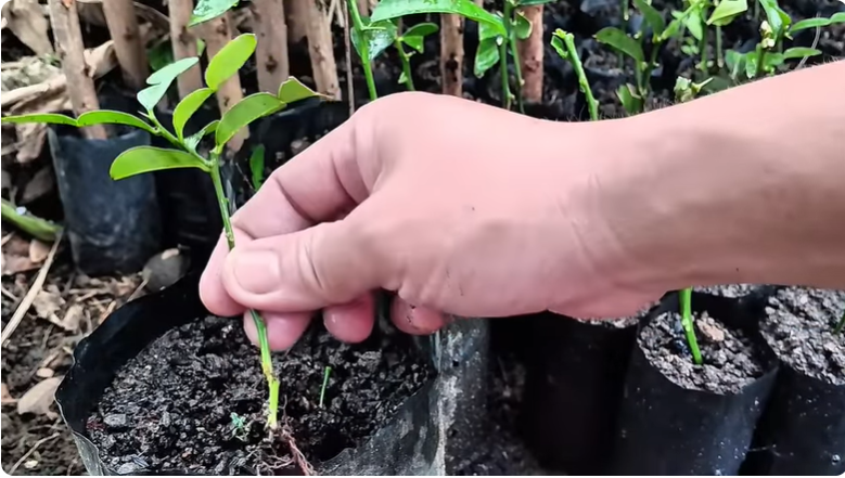 Cara Mudah Stek Pucuk Jeruk Purut agar Cepat Berakar untuk Pemula