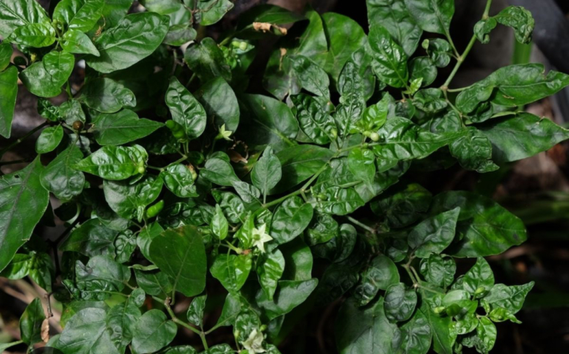 Daun Cabai Keriting dan Kering? Ini Penyebabnya