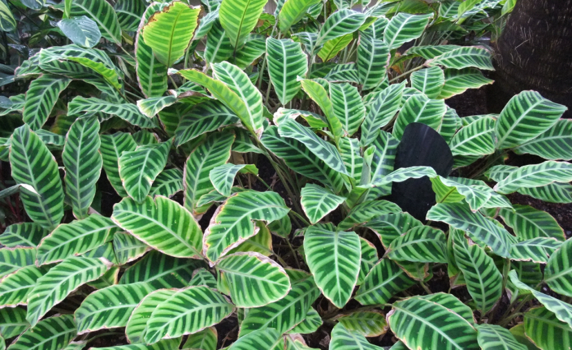 4 Aneka Jenis Calathea Termurah hingga Termahal