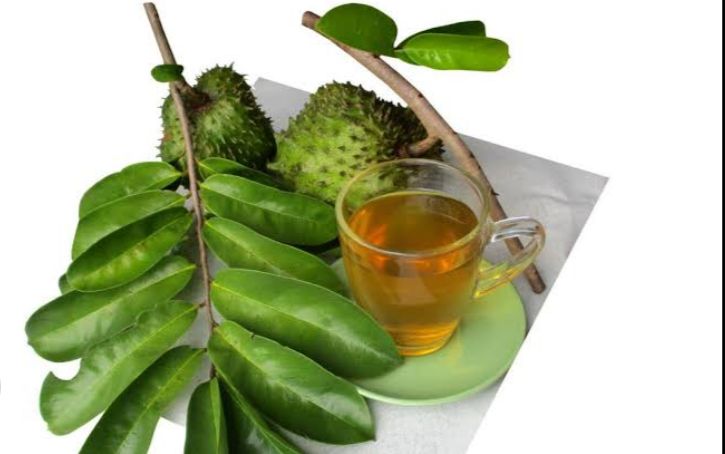 Rutin Minum Air Daun Sirsak Dapat Sembuhkan Jerawat Yang Bandel di Wajah