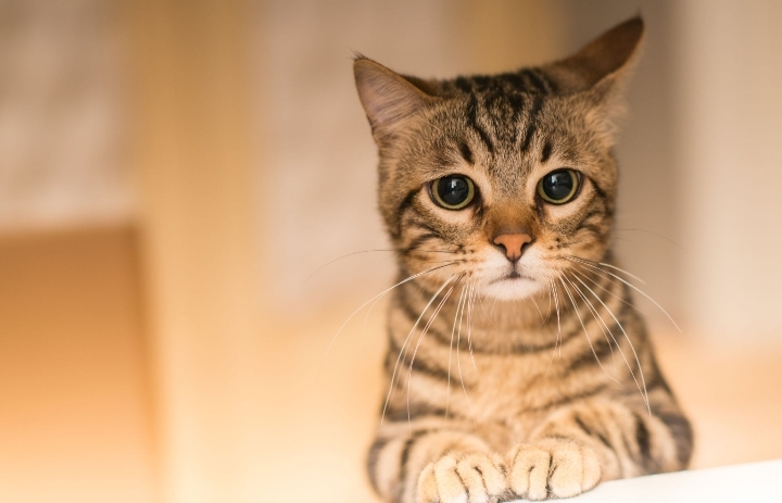 Kucing Sering Mengeong dengan Keras Tanpa Henti, Oh Ternyata Ini Penyebabnya