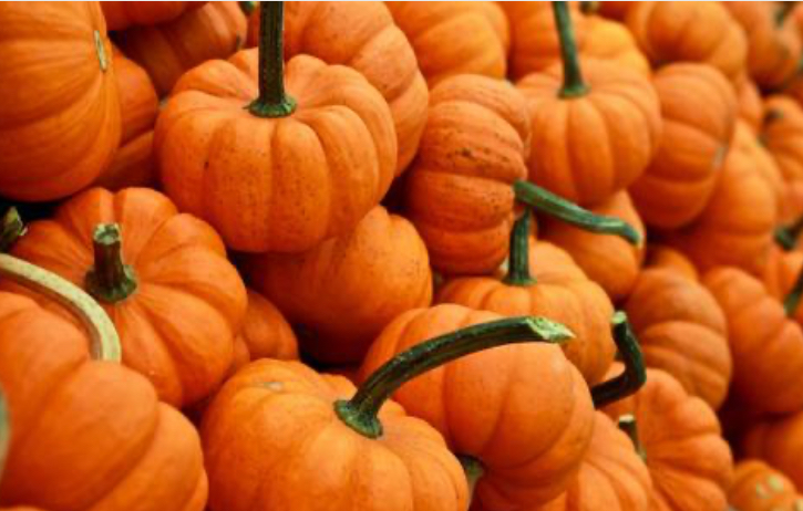 Cara Menanam Zucchini atau Labu Mini di Polybag