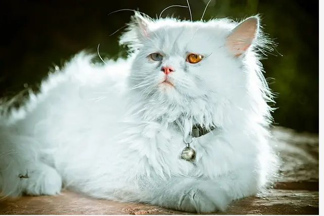 Mengenal Jenis Kucing di Indonesia: Dari Ras Asli Hingga Kucing Hutan yang Dilindungi