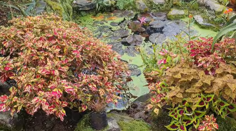 Tanaman Hias Gantung Jadi Solusi Mempercantik Rumah Tanpa Butuh Lahan Luas