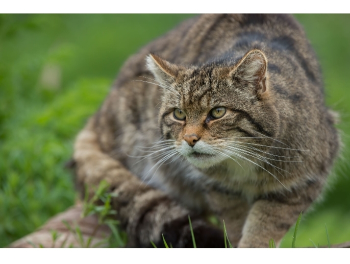 Rahasia Mendalam di Balik Memberi Makan Kucing Liar: Berkah Dunia dan Akhirat