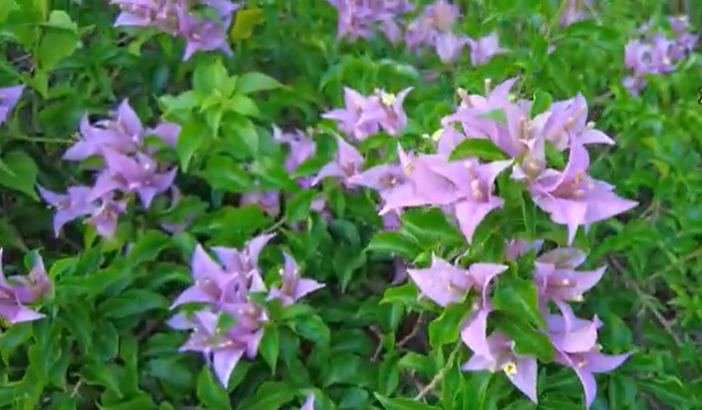 5 Tanaman Hias Merambat Berbunga Cantik untuk Mempercantik Pekarangan Rumah