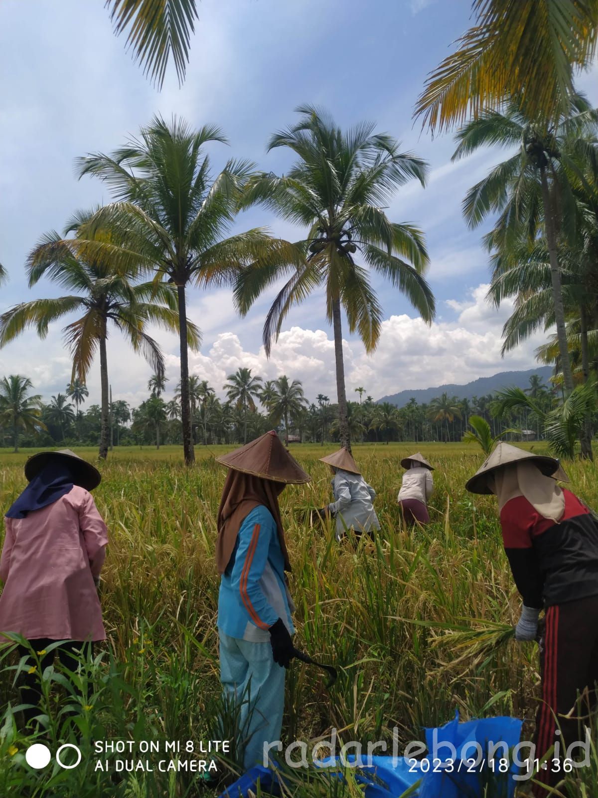 Harga Gabah Padi Tembus Rp260 Ribu, Harga Beras Auto Mahal