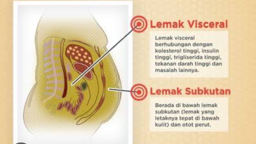 Bahaya Lemak Visceral Picu Penyakit Kronis, Berikut Cara Mencegahnya