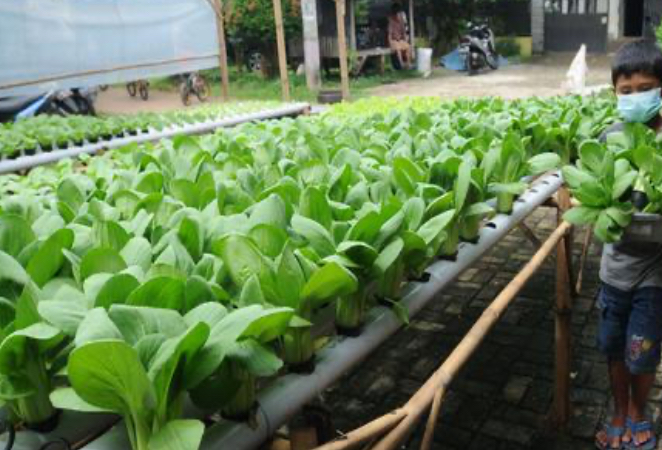 5 Rekomendasi Tanaman Hidroponik untuk Kebun Sayur Belakang Rumah