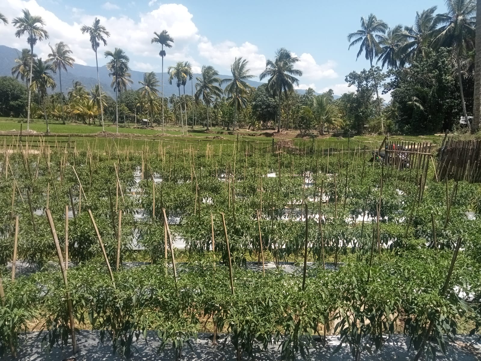 Harga Cabai di Lebong Masih Mahal, Tembus Rp 80 Ribu per Kilo