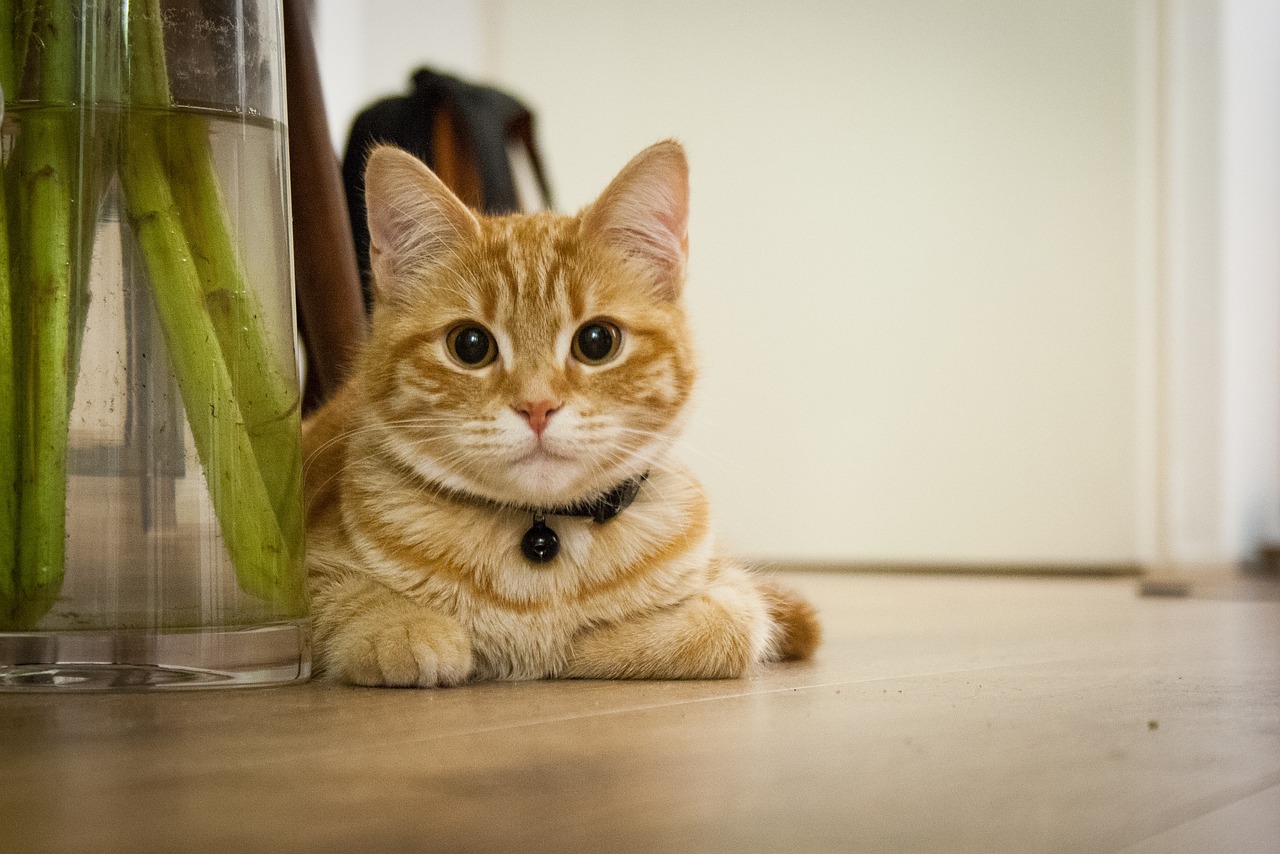 10 Fakta Aneh tentang Kucing yang Mungkin Anda Tidak Ketahui