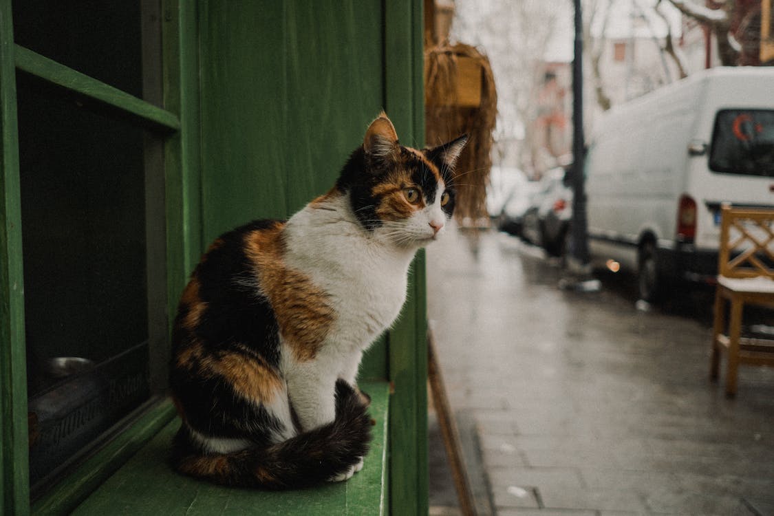 Kucing Sehat, Manusia Happy! Rahasia Merawat Kucing Agar Bahagia dan Tidak Bosan 