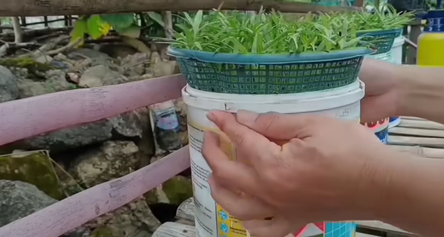 Cara Menanam Kangkung Hidroponik di Ember dengan Media Arang Sekam