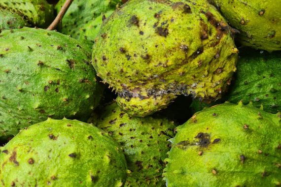 Punya Keluhan Ambeien dan Darah Tinggi? Coba Atasi Secara Alami dengan Ramuan Daun Ini