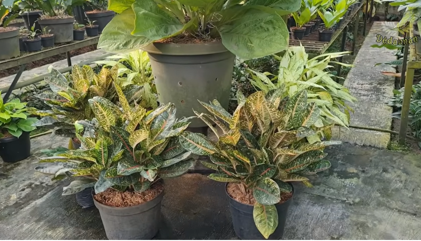 10 Tanaman “Penjaga Rumah” yang Dipercaya Membawa Energi Positif dan Keberuntungan