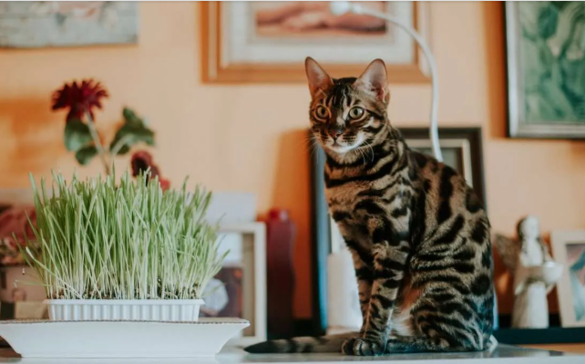 Fantastis! Mengintip Harga Kucing Bengal di Indonesia, Ada yang Seharga Rumah Mewah