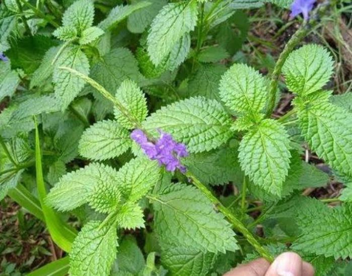 Dianggap Rumput Liar, Daun Pecut Kuda Bagus Untuk Sembuhkan Batuk