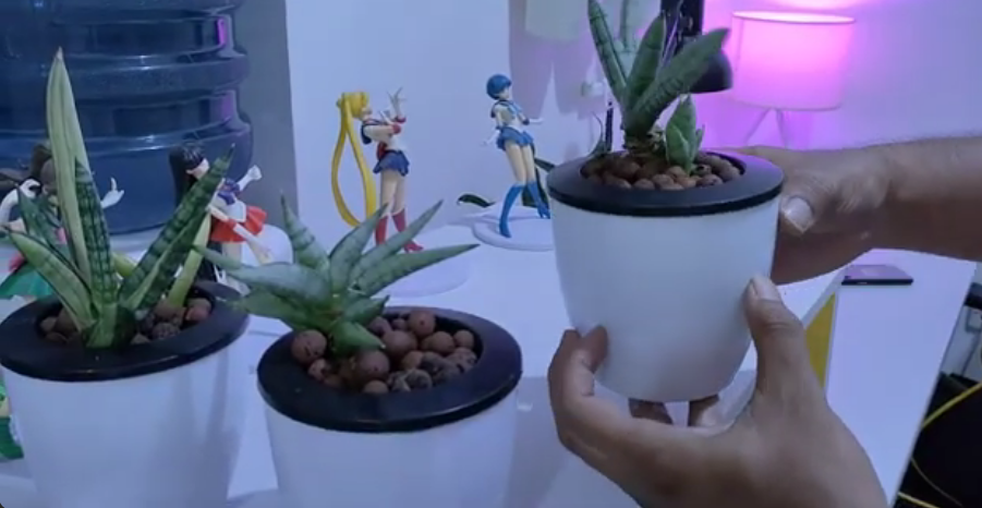 Manfaat Menanam Tanaman Hias Lidah Mertua di Dalam Rumah