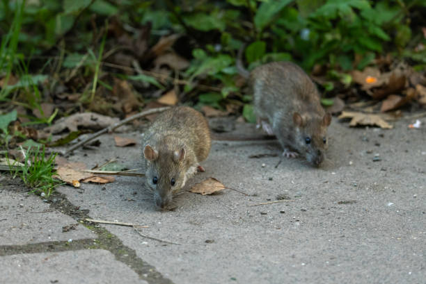 10 Tanaman Pengusir Tikus Paling Efektif untuk Mengamankan Rumah Anda