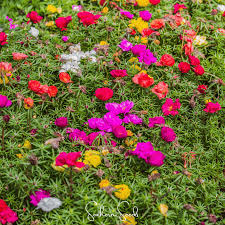 Trik Merawat Bunga Krokot Agar Tumbuh Subur dan Berbunga Lebat
