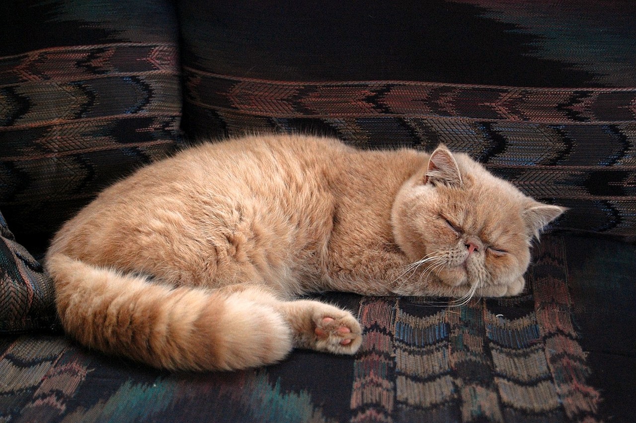 Kucing Anggora atau Kucing Persia? Mengenal Perbedaan dan Karakter Masing-Masing