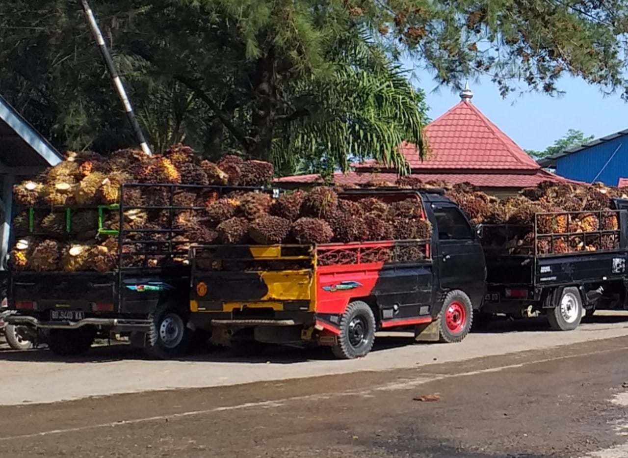 Harga TBS Anjlok, Pabrik Sawit di Bengkulu Utara Tutup Sementara