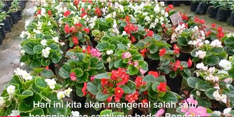 Mengenal Begonia Bali, Tanaman Hias Cantik Berdaun Unik dan Cara Perawatannya