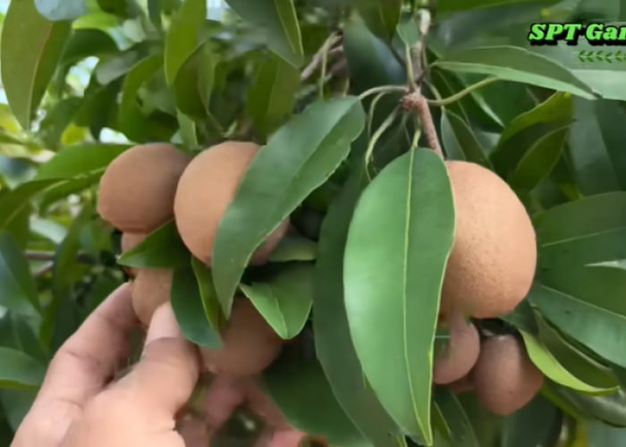 Rahasia Petani Sukses: Cara Mudah Racik Pupuk Organik Booster dari Bahan Dapur dan MKP