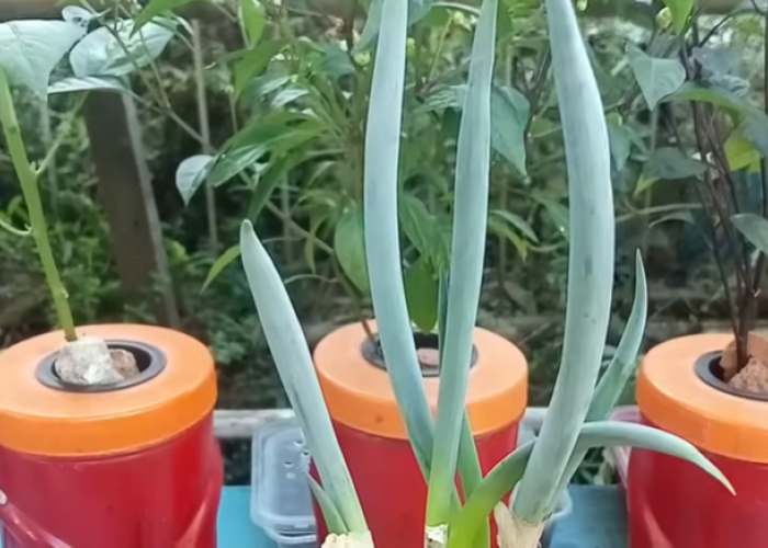 Hemat dan Praktis! Sulap Botol Air Mineral Bekas Jadi Media Tanam Daun Bawang Anti Gagal