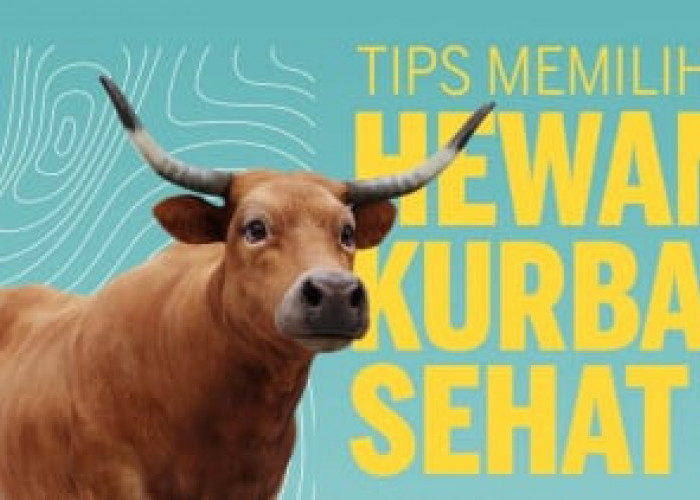 Jangan Tergiur Harga Murah, 4 Tips Memilih Hewan Kurban yang Baik