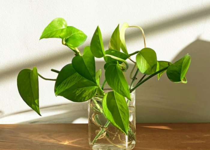 Tanpa Tanah! Ini Cara Menanam Sirih Gading dan Monstera di Dalam Vas Air.