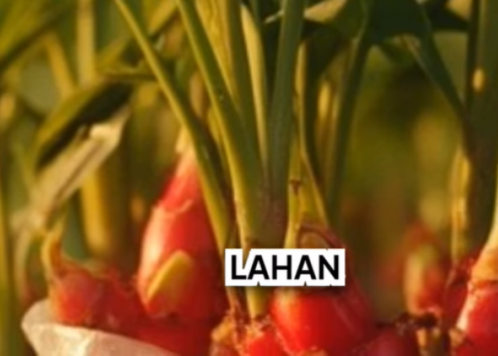 Cara Menanam Jahe Merah di Polybag agar Hasil Melimpah