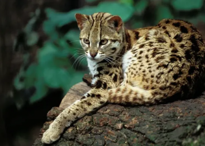 Mengenal Kucing Bengal: Apakah Legal Dipelihara dan Bagaimana Cara Merawatnya?
