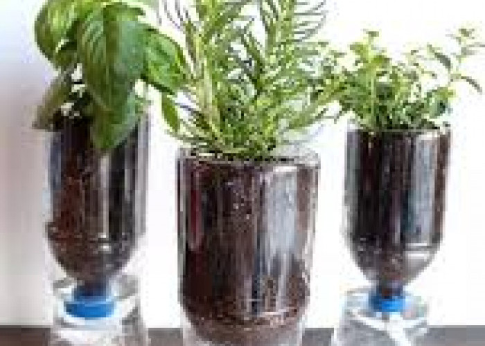 Tanaman Hidroponik Dari Botol Bekas dan Cara Membuatnya