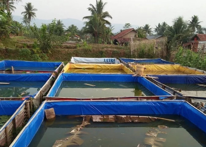 4 Kunci Budidaya Ikan Gurami di Kolam Terpal