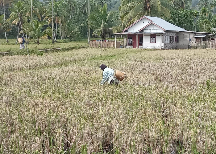 Kelompok Tani Tak Aktif, Produksi Pangan Terancam