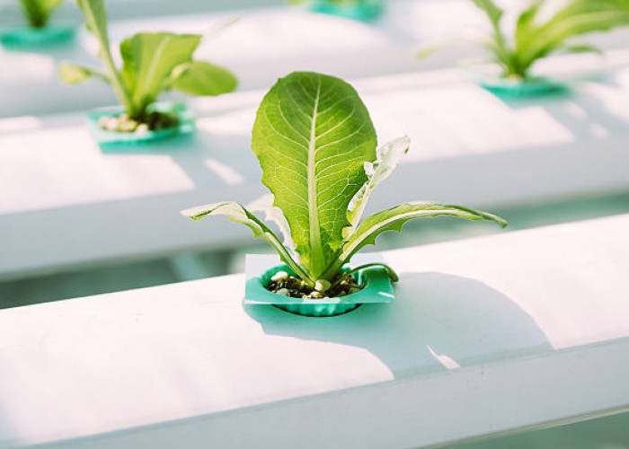 Pupuk Terbaik untuk Tanaman Hias di Air