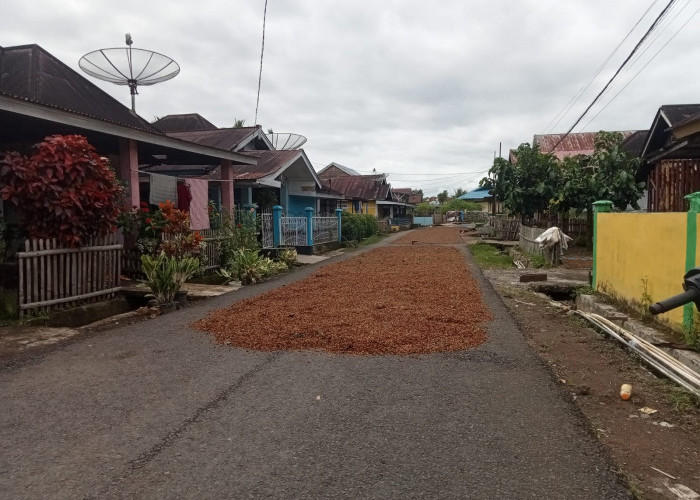 Sempat Jatuh Saat Puasa, Harga Biji Kopi Kering Lebong Kembali Menguat