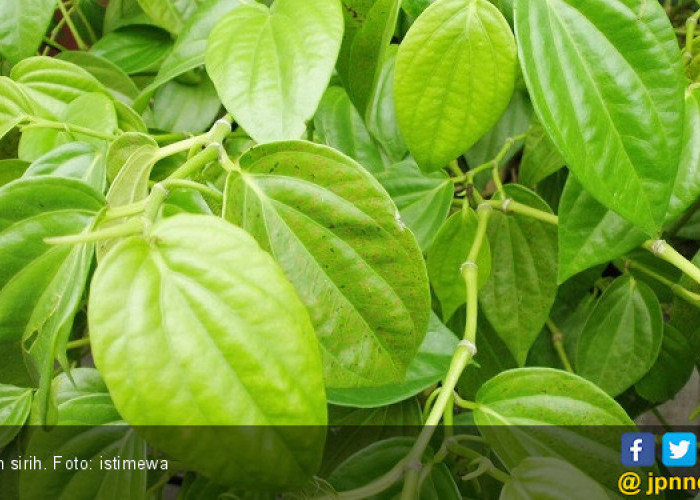 Manfaat Daun Sirih Campur Madu, Ampu Cegah Serangan Sembelit
